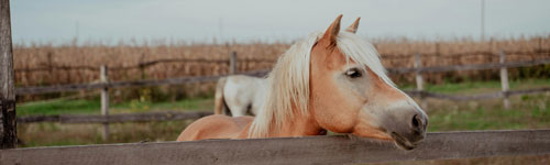 haflinger01