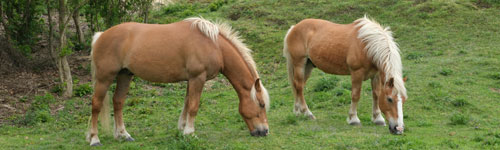 haflinger02